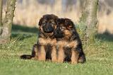 BERGER ALLEMAND 823